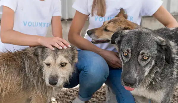 Animal Shelter