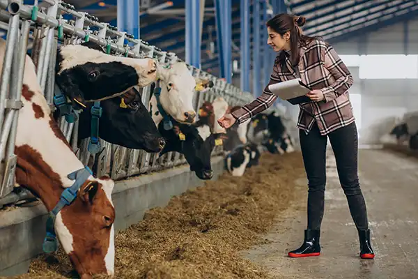 Dairy Industry GPS Tracking
