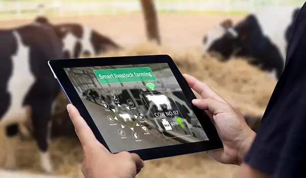 Digital Transformation of a Dairy Farm