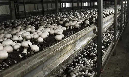 Mushroom Factory