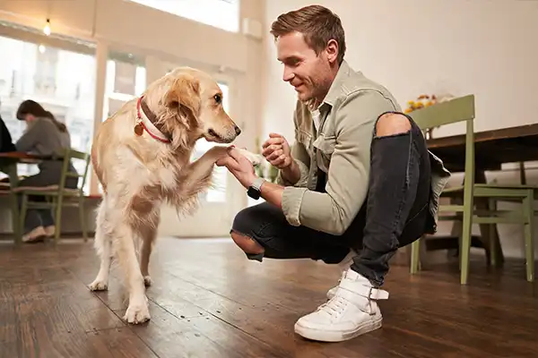 Pet Training & Adoption